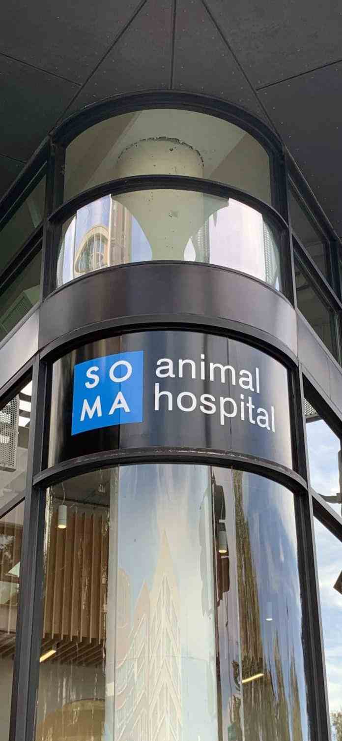 SOMA Animal Hospital window signage with custom vinyl graphics